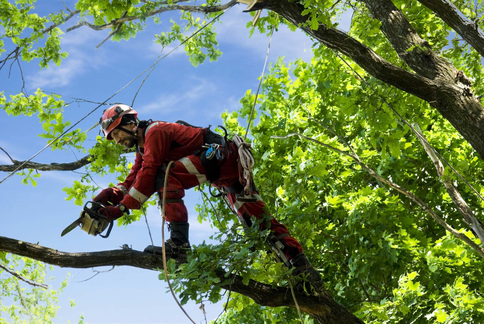 More Tree Inspection Needed by Melbourne Arborists.