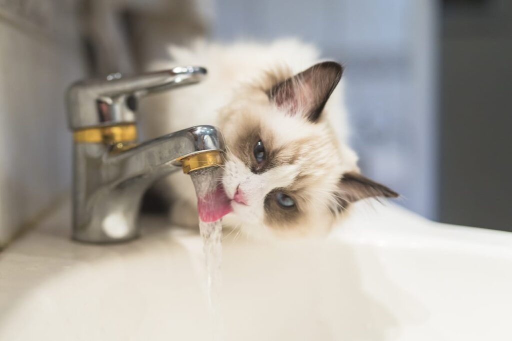 How To Stop Cat Diarrhea 2020 Guide Butterfly Labs