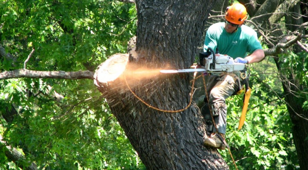 6 Reasons to Hire a Professional Tree Service in 2020 - Butterfly Labs