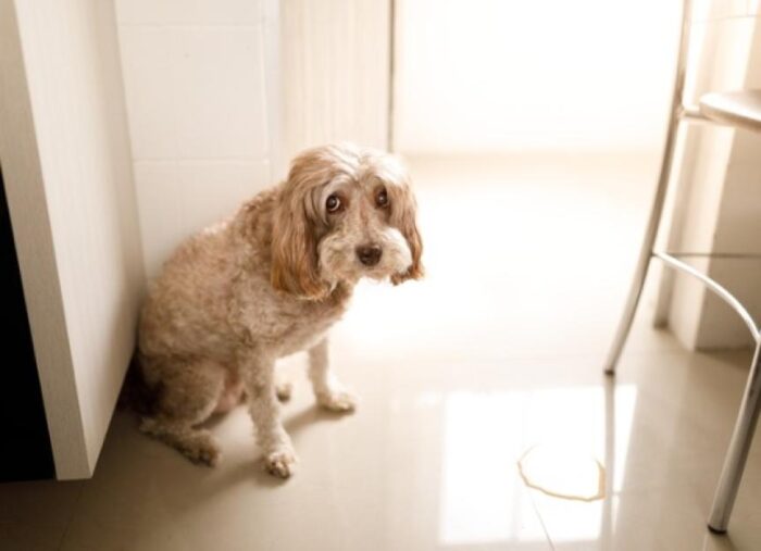 How to Stop a Dog from Going to The Toilet at Home