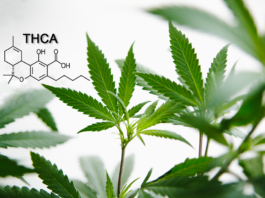 THCA: Discover the Natural Anti-inflammatory Agent and its Benefits