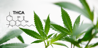 THCA: Discover the Natural Anti-inflammatory Agent and its Benefits